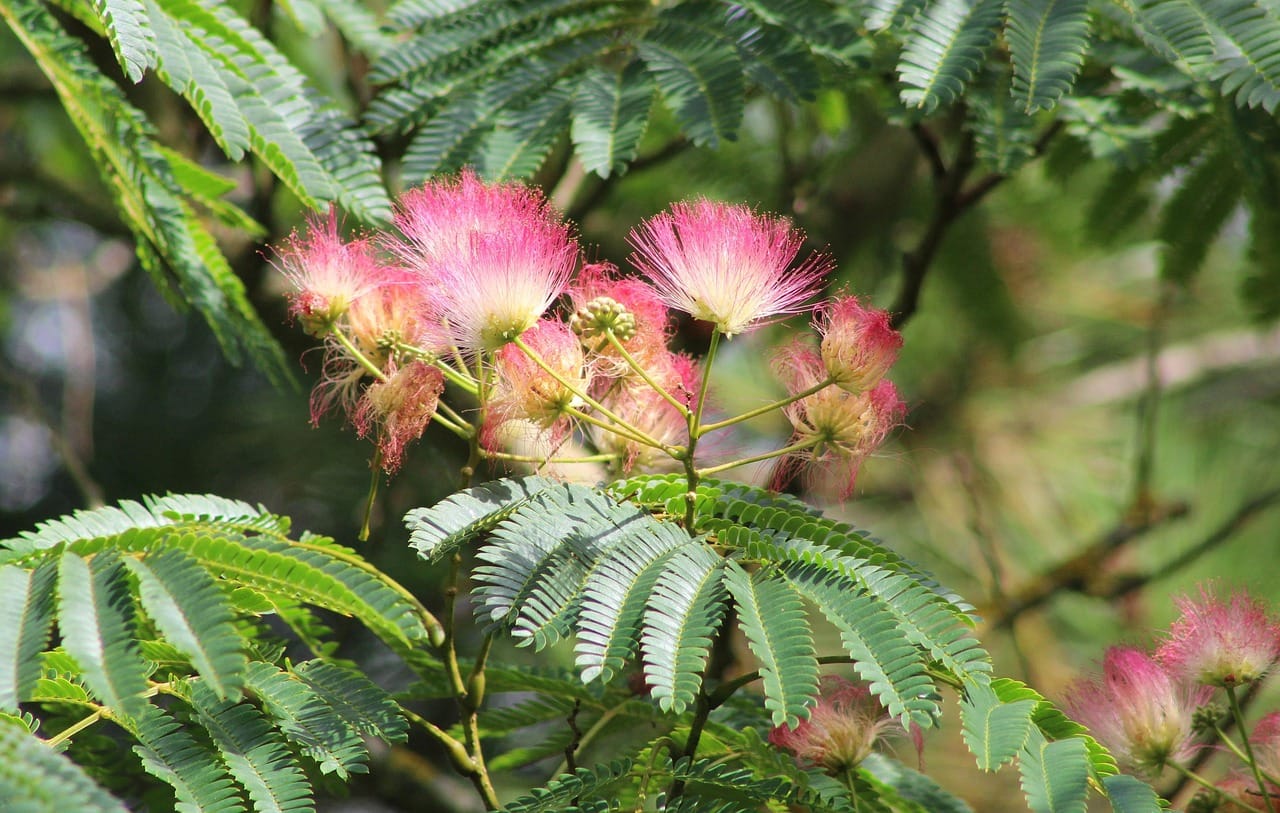 albizia-julibrissin-3764140_1280 perzische slaapboom