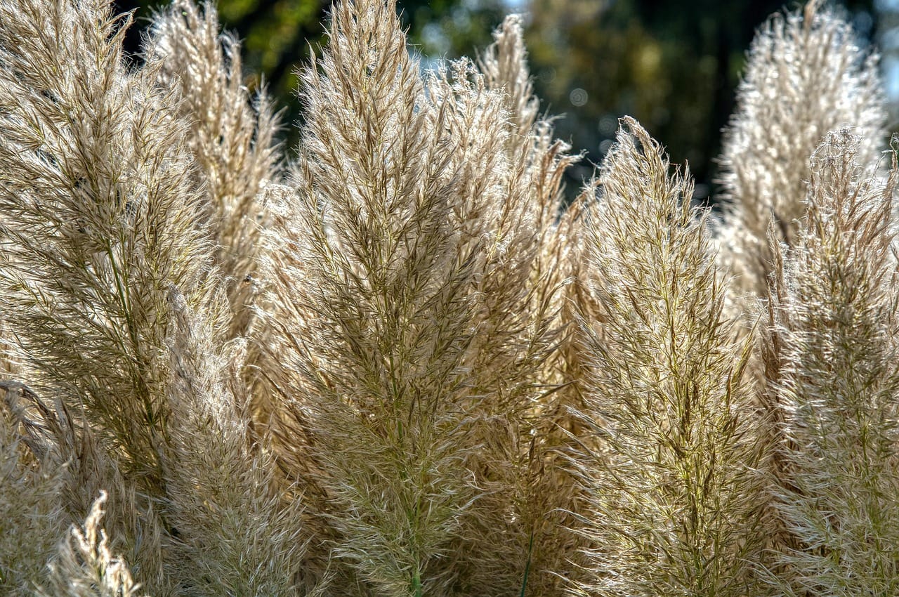 pampasgras-4729843_1280 pampasgras