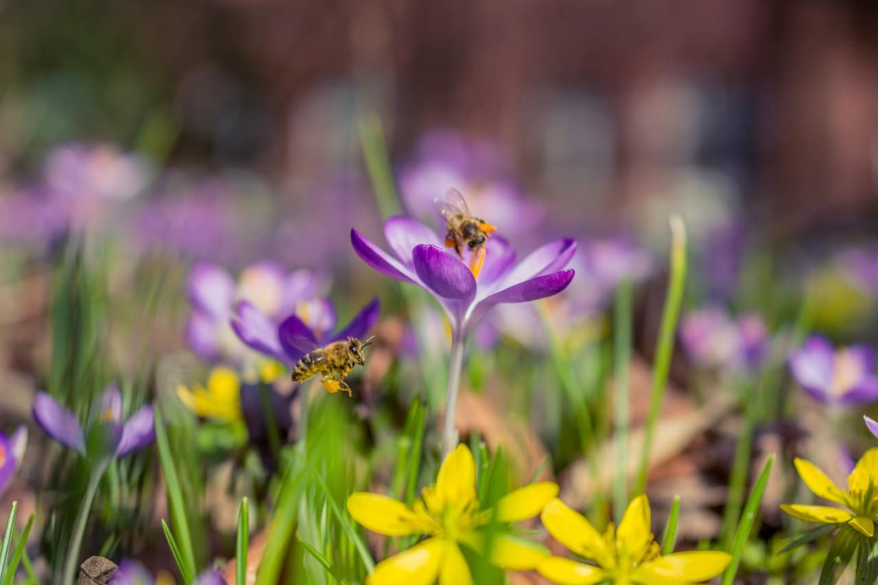 meer bijen in de tuin krijg je zo meer bijen in de tuin krijg je zo