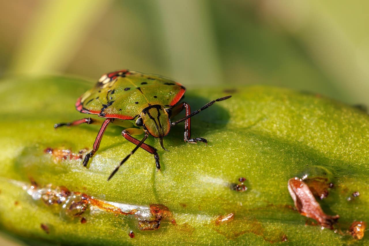 beetle-8103456_1280 rijstkevertje op een blad