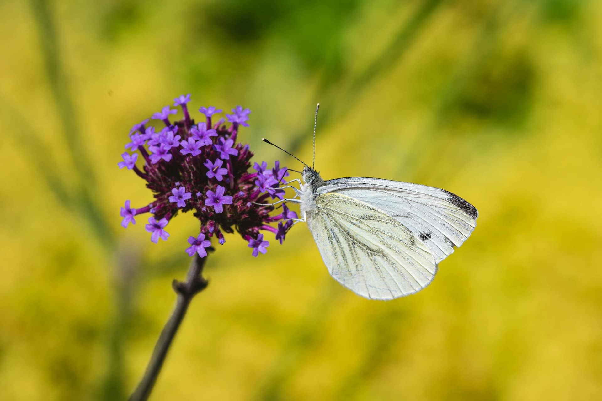 pexels-lichtblick800-32766219 verbena plant