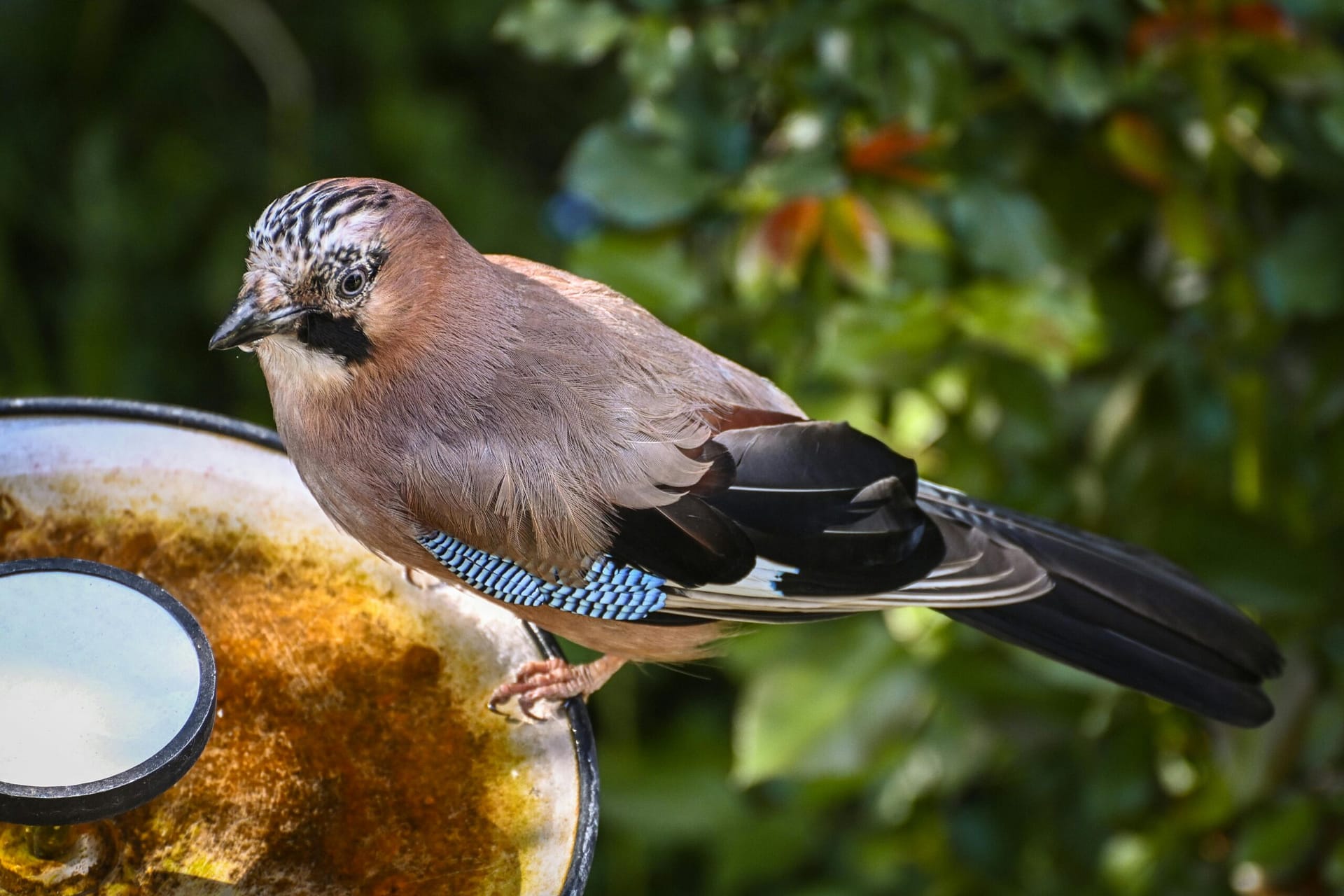 pexels-alexasfotos-32272374 een vlaamse gaai