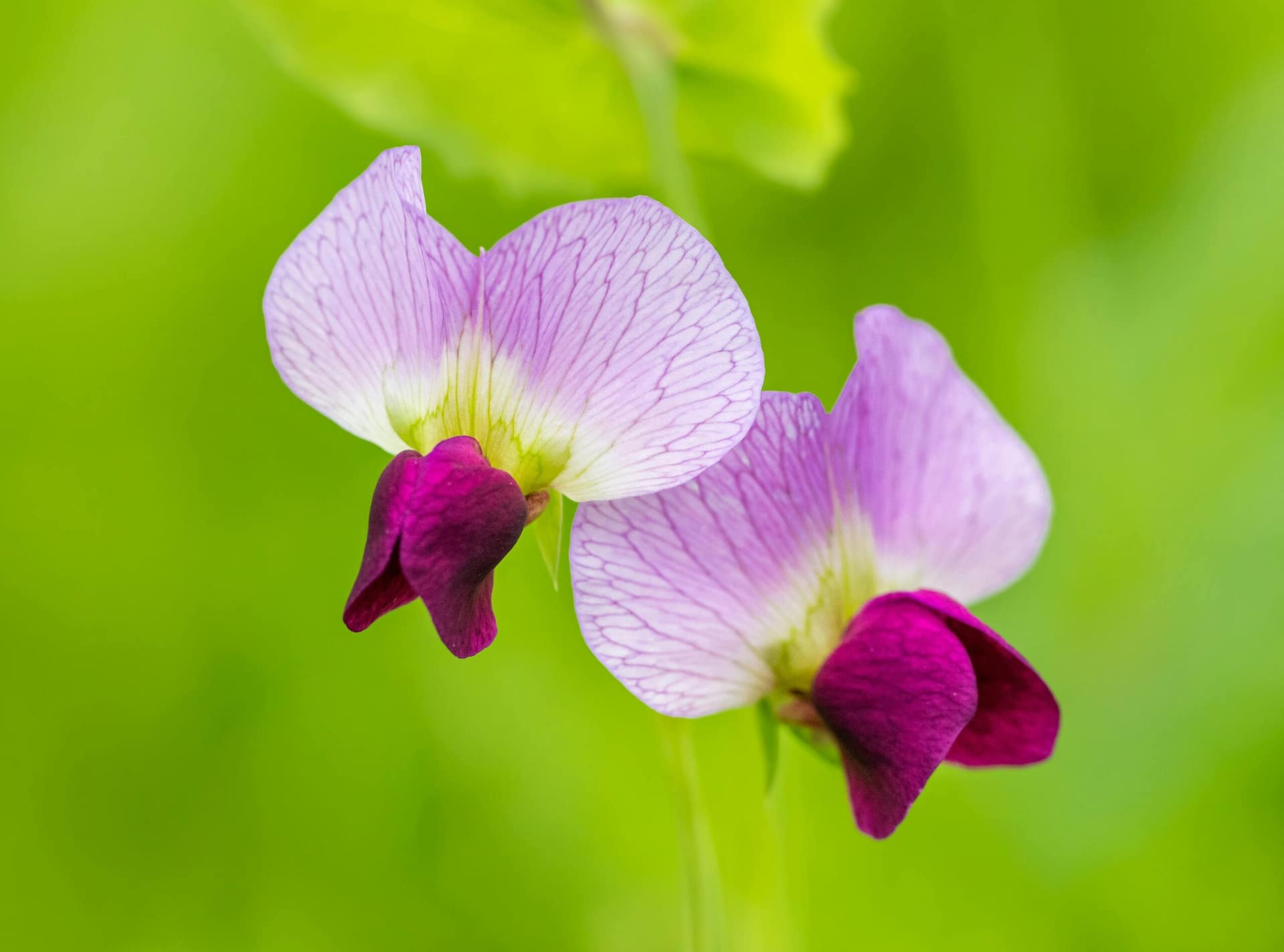 pexels-ganajp-17874324 Lathyrus bloem