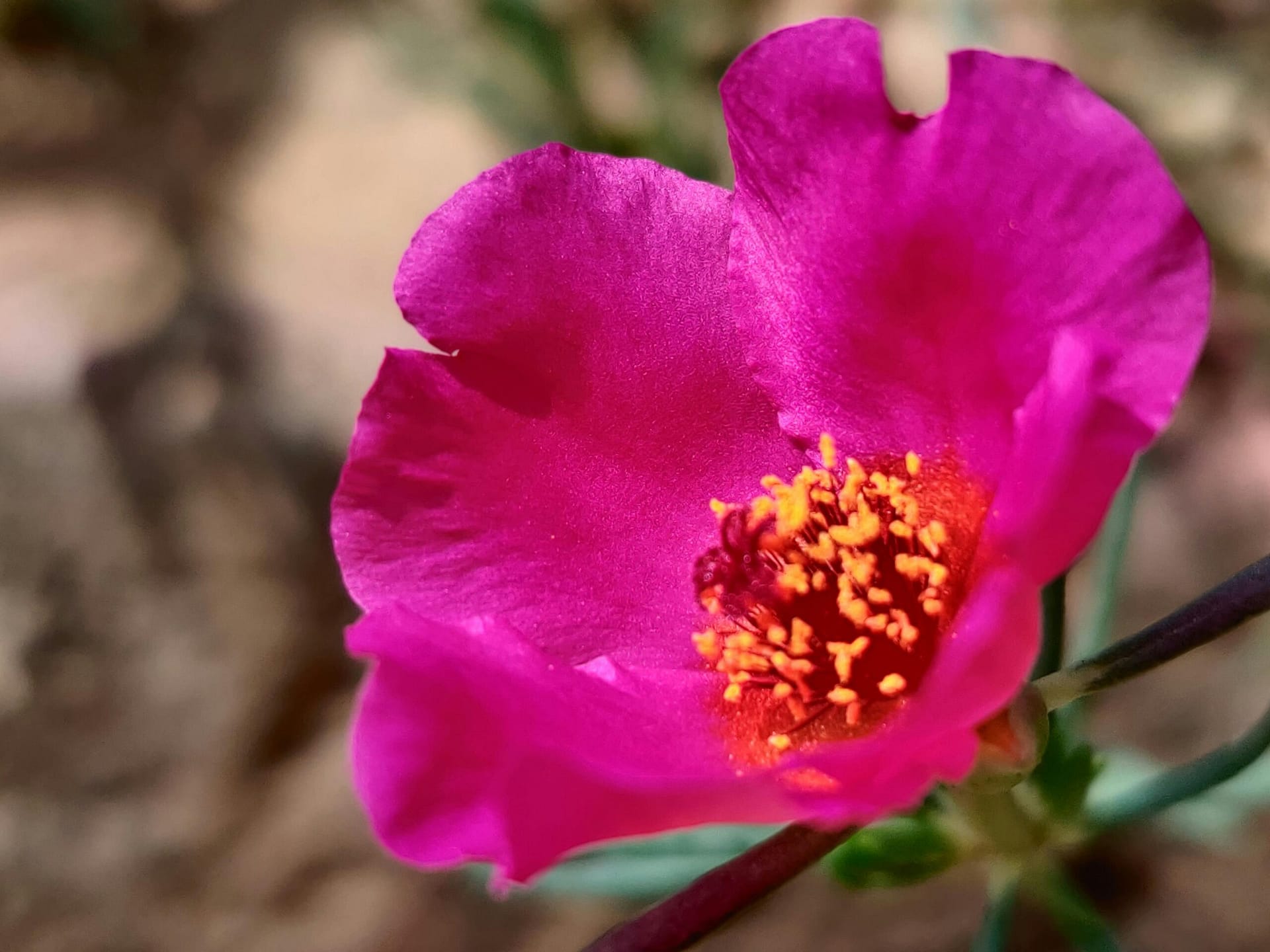 pexels-mohandagar-8449982 portulaca bloem