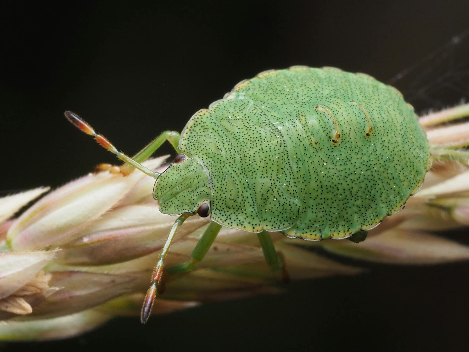 pexels-ali-goode-2151511157-32899446 bladluis