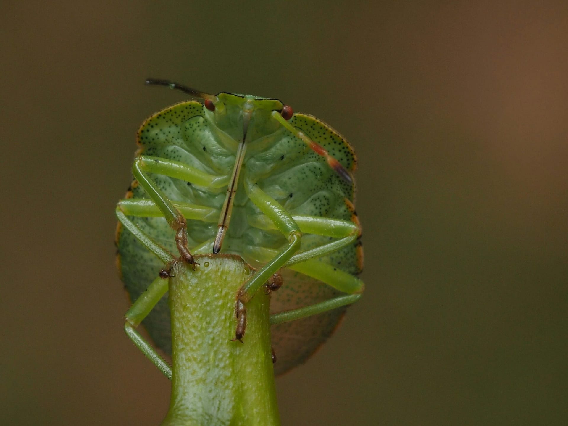 pexels-ali-goode-2151511157-32994995 bladluis