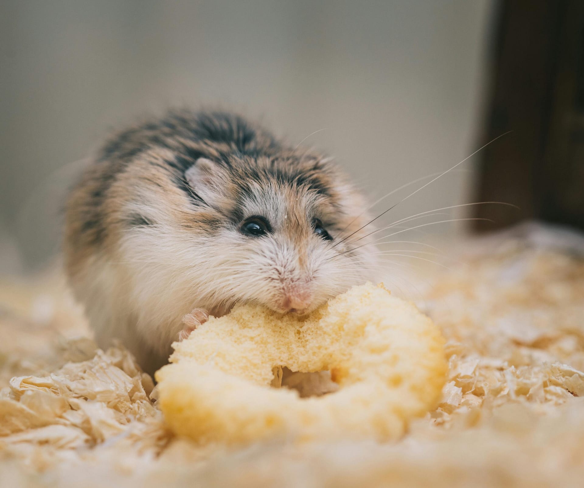 pexels-ellie-burgin-1661546-3432929 een hamster