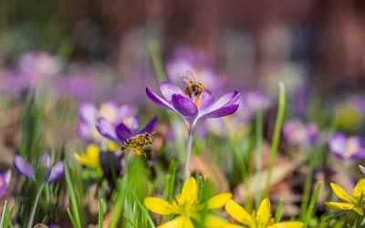Zo krijg je meer bijen en vlinders in jouw tuin