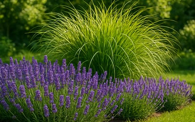 Een border met lavendel en siergras