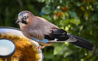 Vlaamse gaai in de tuin? Dit betekent het en zo trek je hem aan