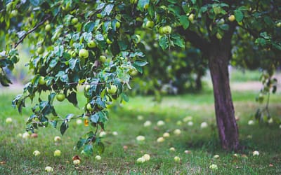 Verwilderde appelboom snoeien