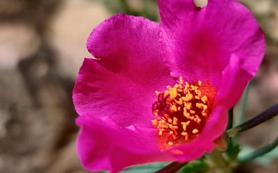 Portulaca overwinteren: dit moet je nu doen om hem te behouden