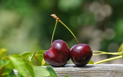 Kersenpit planten kweken