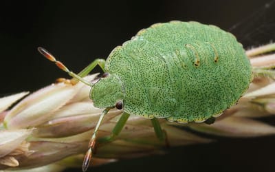 Luizen op rozen herkennen en bestrijden zonder gif
