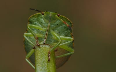 Bladluis bestrijden met azijn: een alternatief dat werkt