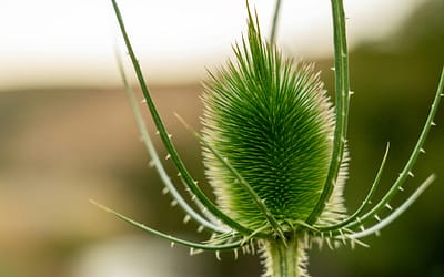 De kaardebol in de tuin is weer helemaal terug