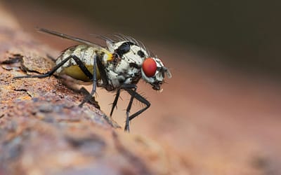 Fruitvliegjes vangen met DIY interieurhacks