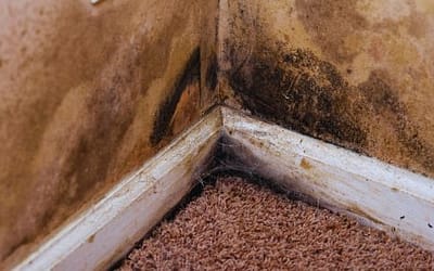 Wat te doen bij vocht en schimmel in de kelder?