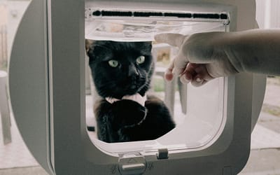 Kattenluik dichtmaken: slimme oplossingen voor elk type deur of muur