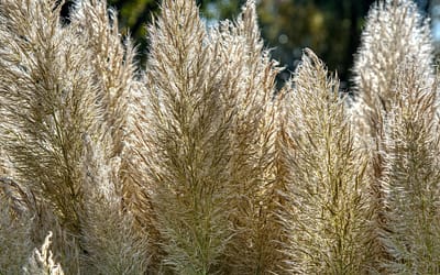 De 5 grootste nadelen van pampasgras in je tuin