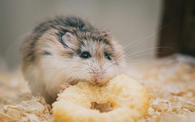 Hoeveel kost een hamster? Dit moet je uitgeven