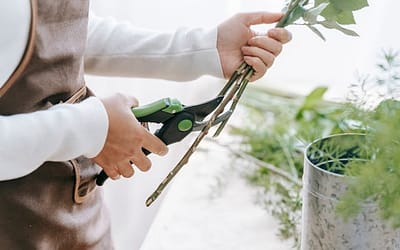 Rozen snoeien: wanneer is het tijd en hoe doe je het goed