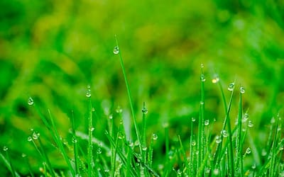 Alternatieven voor gras: onderhoudsarme opties voor je tuin