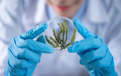 Groene aanslag verwijderen zonder te schrobben