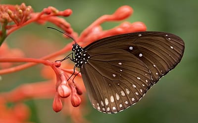 Vlinderstruik snoeien: zo doe je het goed