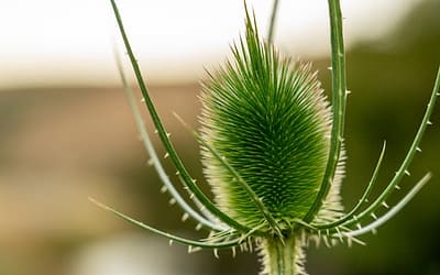 Inheemse planten in de tuin: zo help jij de natuur