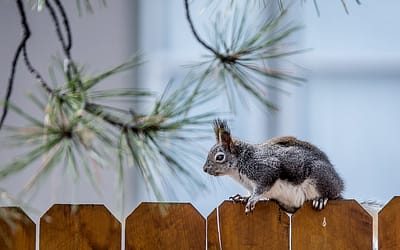 Douglashout beschermen met de juiste Lazuur
