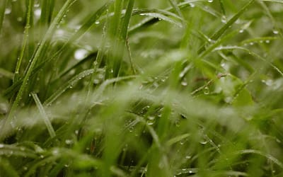 Een nieuw gazon aanleggen: wat je moet weten over graszoden