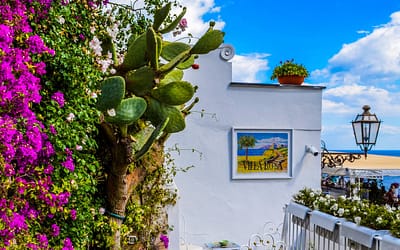 De 3 mooiste bloeiende klimplanten op een rij