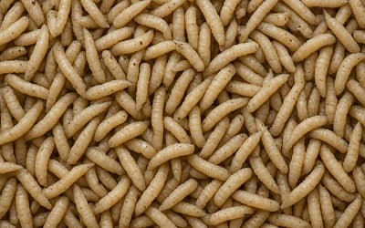 Maden in huis? Zo voorkom je ze