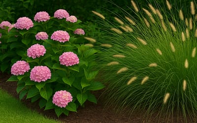 Border met hortensia en siergras: