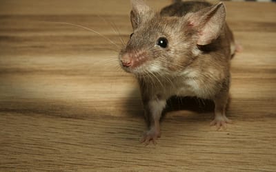 Muizen verjagen met azijn: werkt het echt?