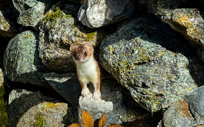 Hoe herken je een Marterhol in je tuin of huis?