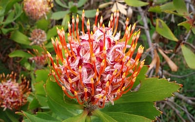 Keramische tuintegels als verlengstuk van de woonkamer