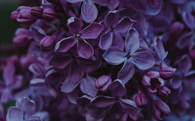 Kleine tuin groter laten lijken: bewezen tips die werken