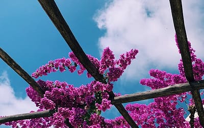 Pergola ideeën voor in de tuin: inspiratie & tips